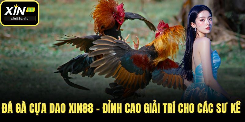 Đá Gà Cựa Dao XIN88 - Đỉnh Cao Giải Trí Dành Cho Các Sư Kê Đá gà cựa dao