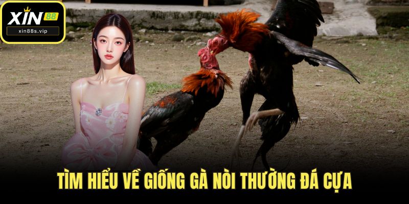 Đá Gà Cựa Sắt - Sân Chơi Kịch Tính, Đỉnh Cao tại XIN88 Tìm hiểu về giống gà nòi thường đá cựa