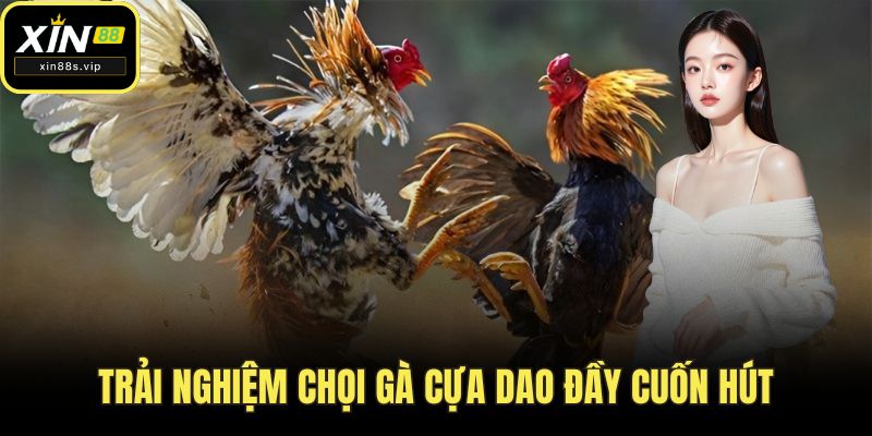 Đá Gà XIN88 - Đỉnh Cao Giải Trí Đầy Kịch Tính Nhất Năm 2025 Trải nghiệm chọi gà cựa dao đầy cuốn hút