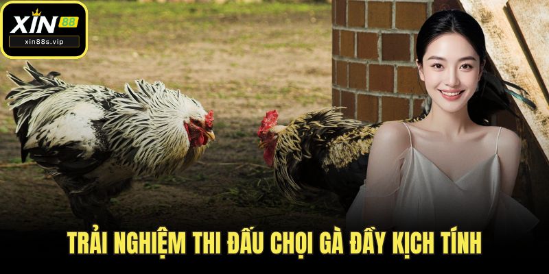 Đá Gà Mỹ - Giải Trí Đỉnh Cao Thu Hút Kê Thủ Tại XIN88 Trải nghiệm thi đấu chọi gà đầy kịch tính