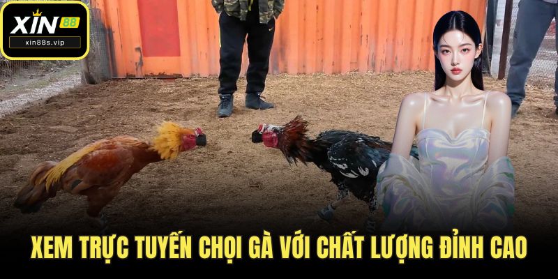 Đá Gà Cựa Dao XIN88 - Đỉnh Cao Giải Trí Dành Cho Các Sư Kê Xem trực tuyến chọi gà với chất lượng đỉnh cao